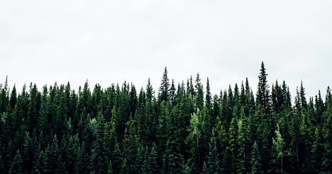 Megatendencias: ¿Qué es la inversión en capital natural?