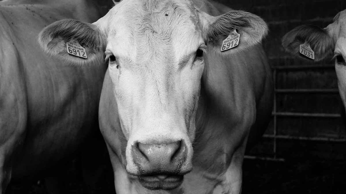 ¿Es interesante invertir en el sector de la carne de vacuno? La demanda global dice que sí