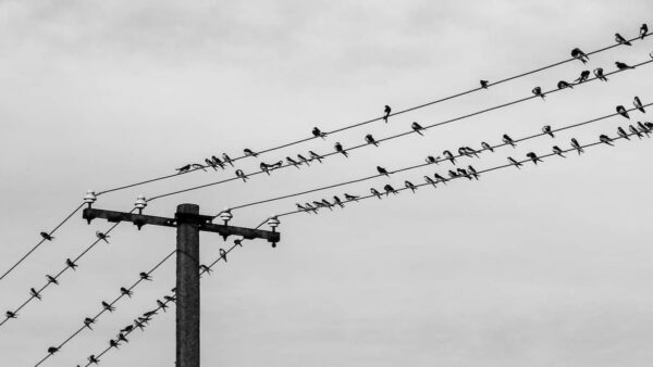 concurso de acreedores